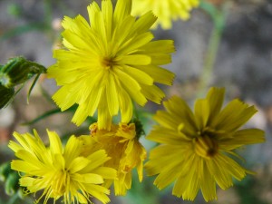 Przykłady i fotografie kwiatów do ogrodu. Żółte kwiaty ogrodowe. Zakładanie ogrodu od podstaw.