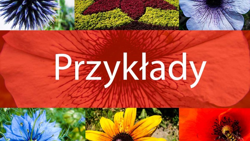 Zakładanie ogrodu od podstaw. Przykłady i pomysły